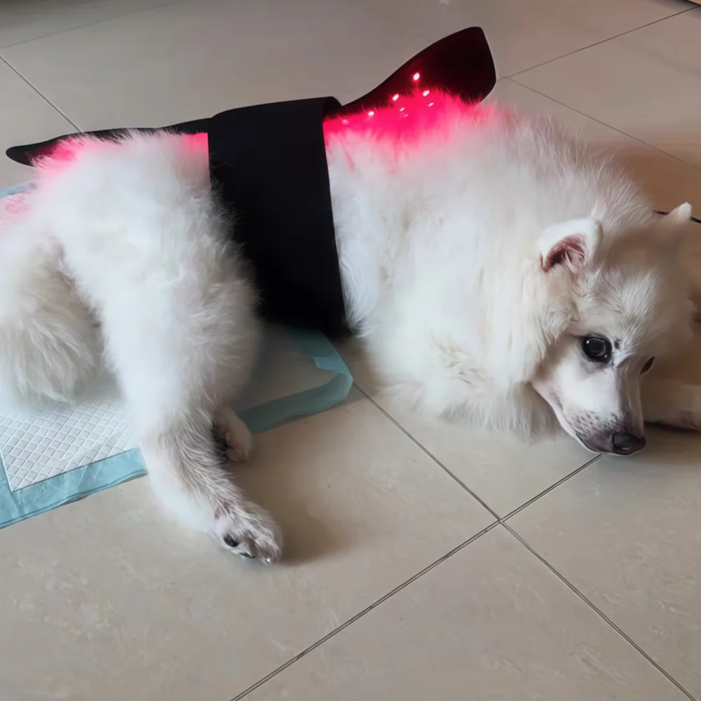 Veterinary Red Light Therapy Belt 660nm 850nm 60 Diodes, Cold Laser Therapy Device for Animals Joint Pain Skin Disease Relief