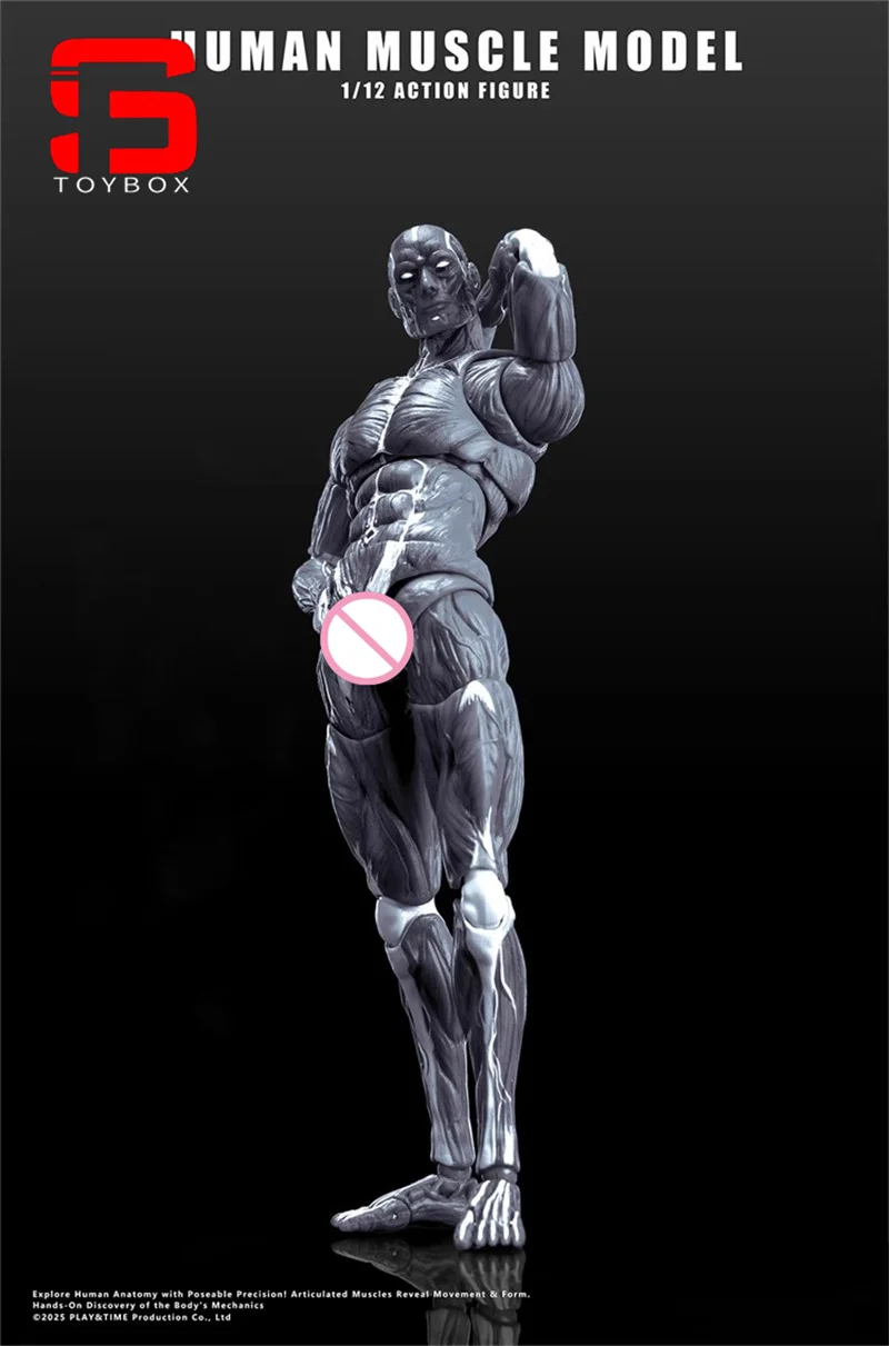 【2025 Q4】인간 근육 모델 1/12 스케일 남성 근육 관절 바디 6" 취미 컬렉션을 위한 슈퍼 유연한 관절형 바디 인형