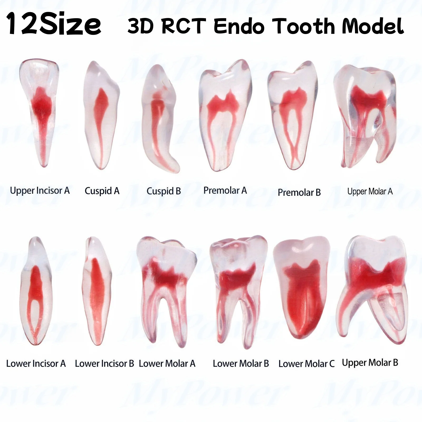 

Dental Training 3D RCT Endo Tooth Model Practice Model Curved Root Resin Teeth