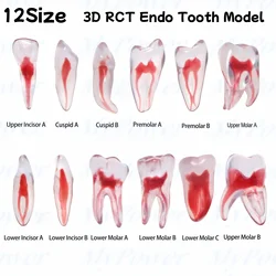 Tandheelkundige Training 3d Rct Endo Tandmodel Oefenmodel Gebogen Wortelhars Tanden
