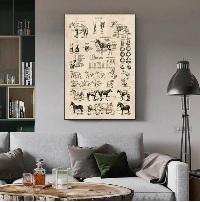 Vintage French Horse Anatomy Chart Prints Biology Wall Art Decor , Horse Illustration Animal Poster Canvas Painting Office Decor