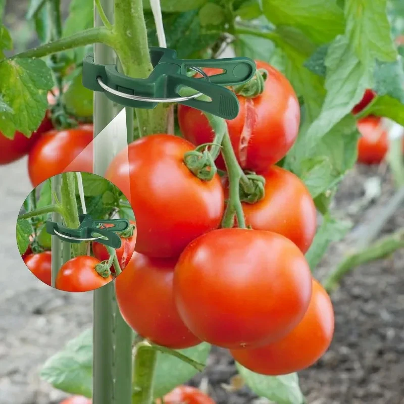 10/100 stücke Anlage Feste Clips Wiederverwendbare Garten Gewächshaus Halterung Garten Pflanzen Reben Klettern Klemme Blume Tomaten Unterstützung Verschluss – Detail 4