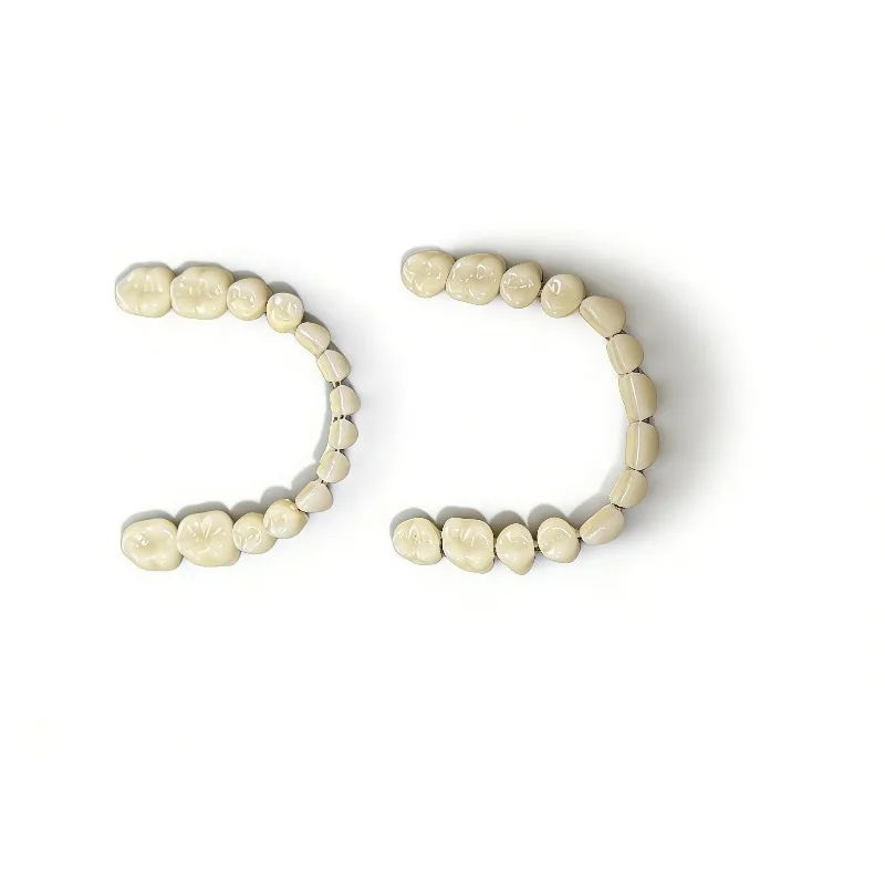 Dental Resin Teeth 1 Pair of Denture Models Teaching   Model Single mounted Dental Model Material Teeth Oral Model