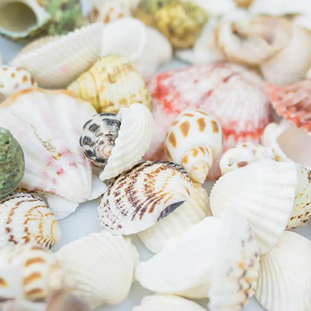 100 gr/beutel Gemischte Meer Strand Muscheln Handwerk Muscheln Mini Natürliche Muschel Mais Schraube DIY Aquarium Landschaft Dekor Foto Requisiten – Detail 5