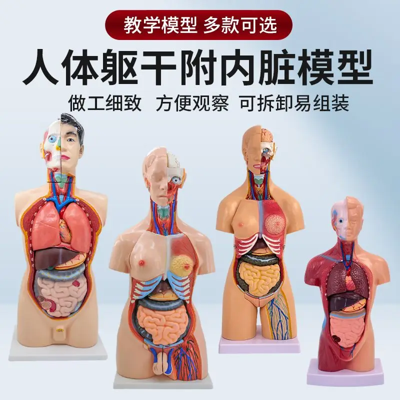 

Органи человека, структура тела, анатомическая модель, медицинская имитация, внутренние органы всего тела, собранный торс, неприборные игрушки,