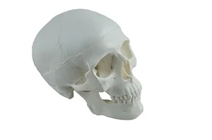 

Children's Skull Model Medical Science Cranial Bone Anatomical Simulator Educational Guidance Study Assistance Teaching Aids for