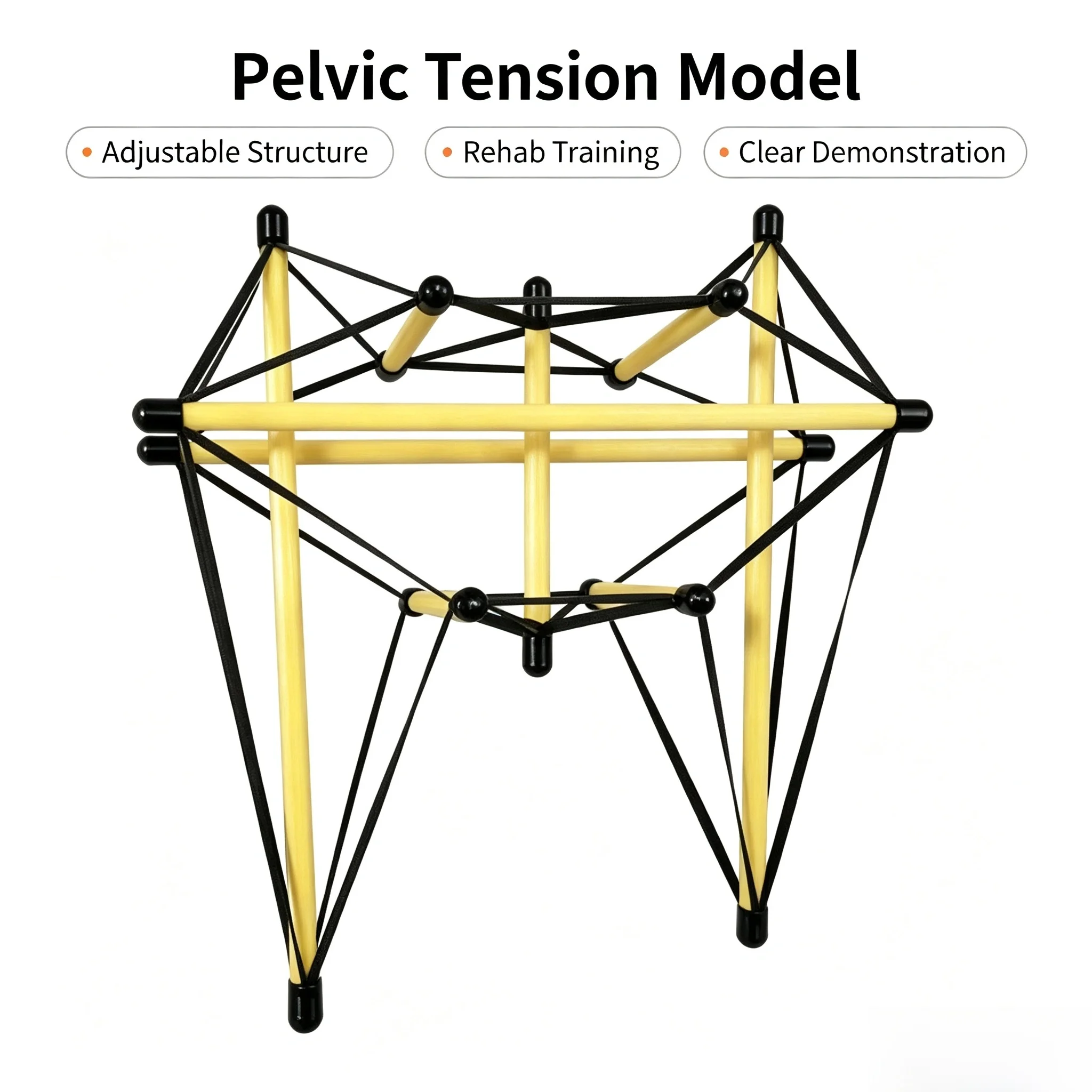 Pelvic Tensegrity Model Pelvis Anatomy Teaching Tool for Physical Therapy Rehabilitation Posture Training Aid