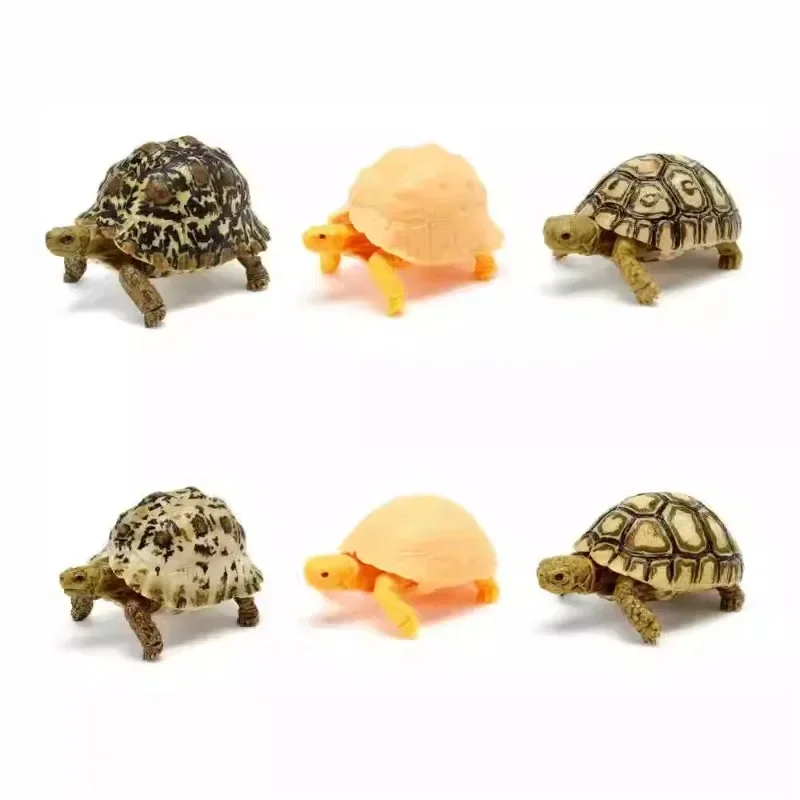 Different Style Gashapon Collection Ornament Figure Model Toys Biology Illustrated Guide Leopard Tortoise