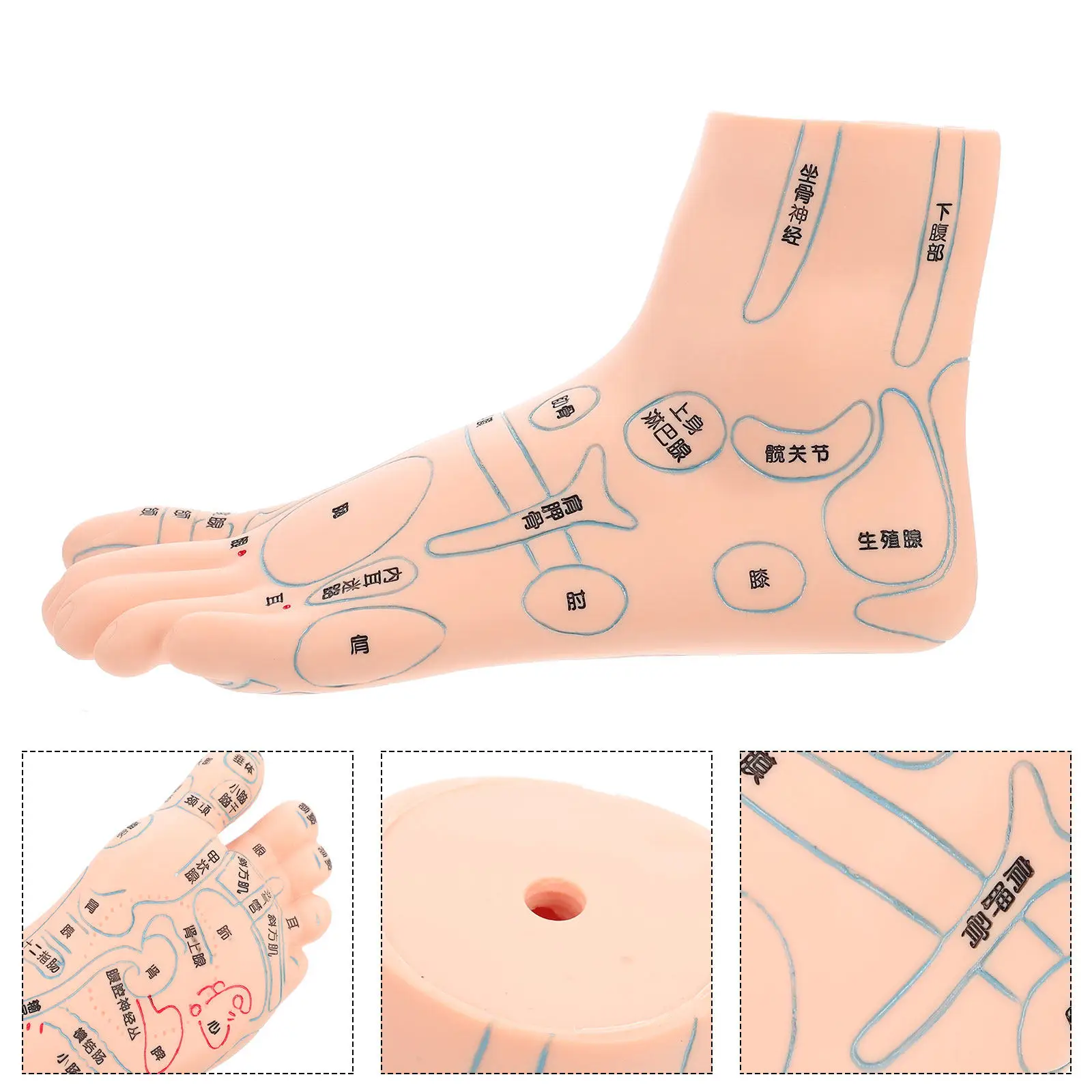 

Учебный манекен стопы (1 шт.) для массажа, тренировки акупунктурных точек, физиологического обучения и рефлексологии стоп. Прочный, для отработки точечного массажа.