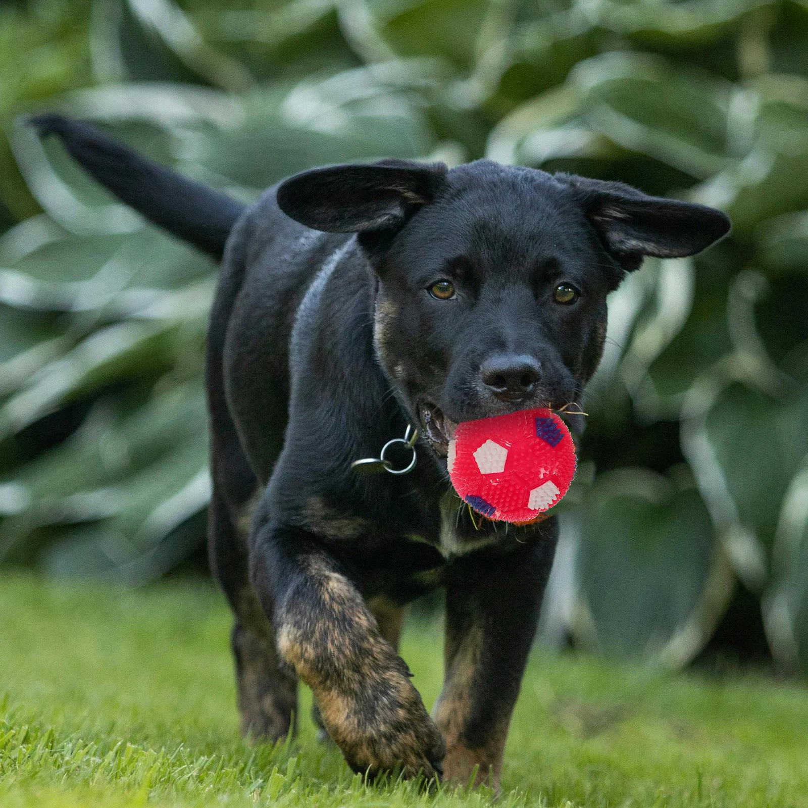 

4Pcs Squeaky Luminous Spiky Massage Elastic Balls Dog Vibrant Sound Squeezy Bouncing Pet Balls Squeaky Ball Spiky Ball Dog Toy