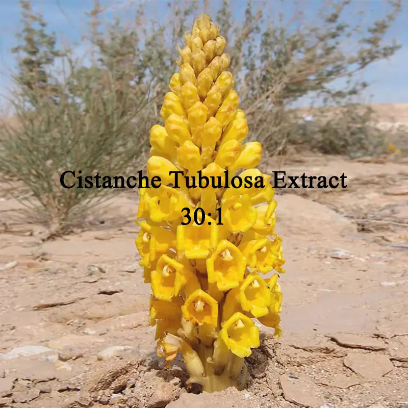

Customized Proportion Cistanche Tubulosa Extract Powder 30:1 Bulk Cistanche Deserticola Extract Out Packing Kraft Paper Bag