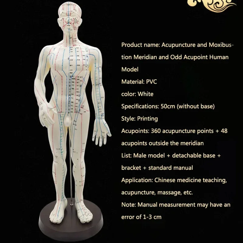 Female / Male Acupuncture Model 50cm with Chinese Points & Base PVC Human Body Acupuncture Model Acupuncture Point Model