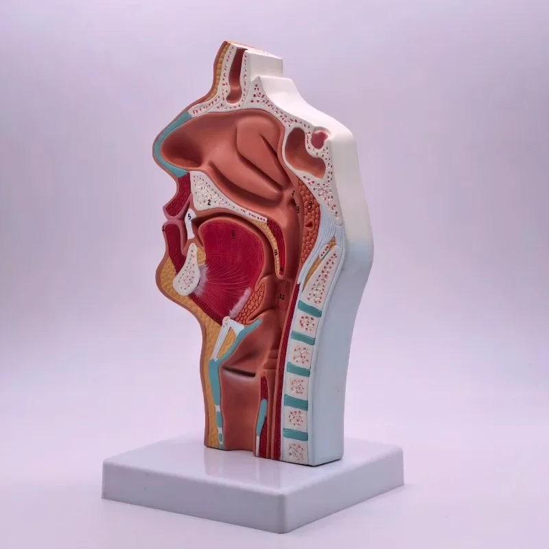 Human Nasal Cavity Anatomy Model Sagittal Section ENT Teaching Tool for School Hospital Medical Training