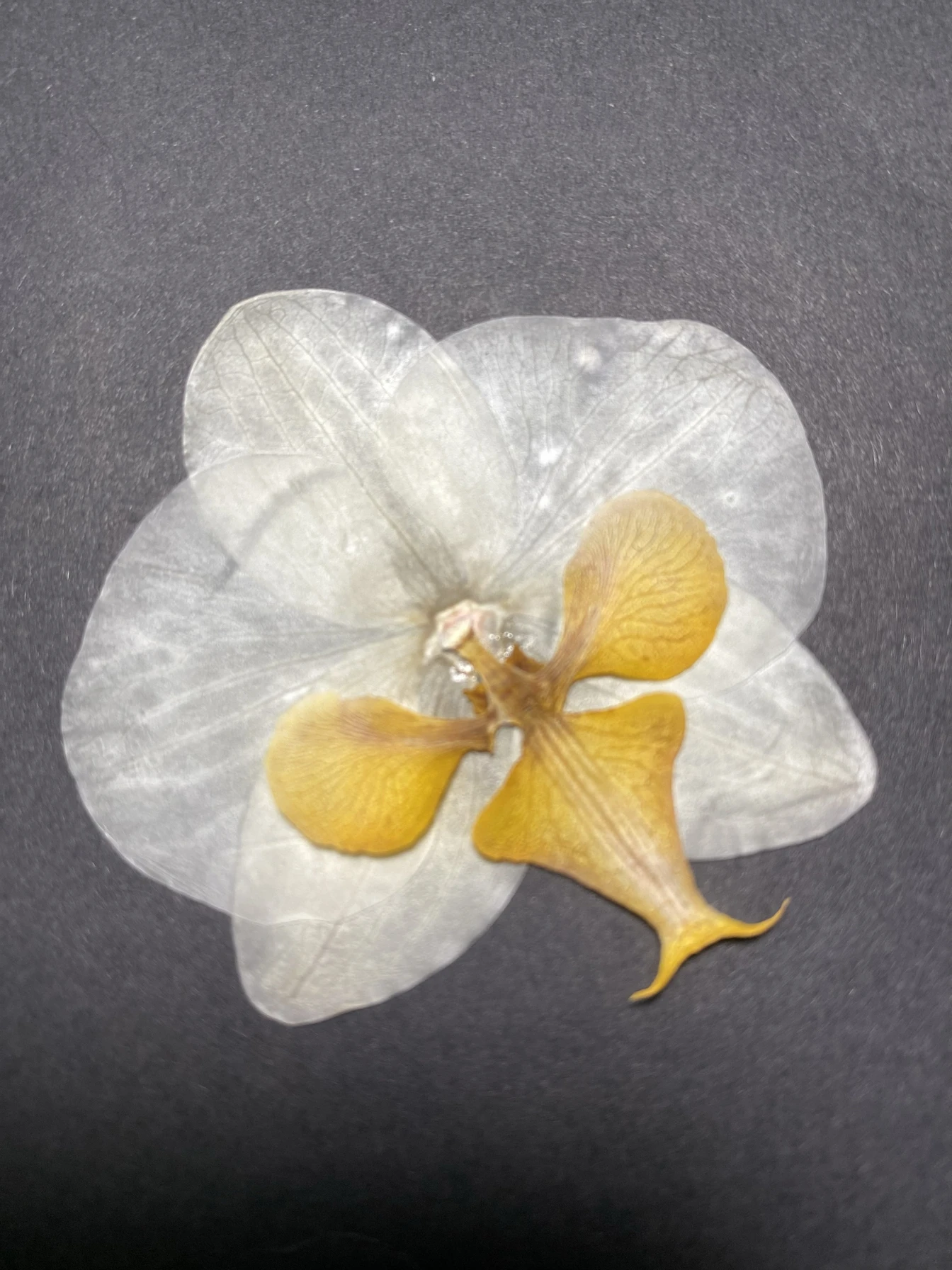 Pétalas de orquídea secas, material de flores prensadas, material para fazer cartões de felicitações, orquídea borboleta, flo...