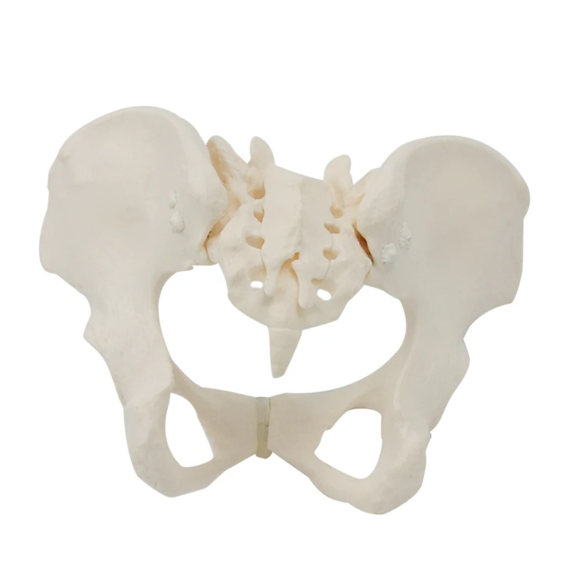 1 ชิ้น 1:1 หญิง Pelvis รุ่นขนาดหญิง Pelvic Skeleton สําหรับวิทยาศาสตร์การศึกษา