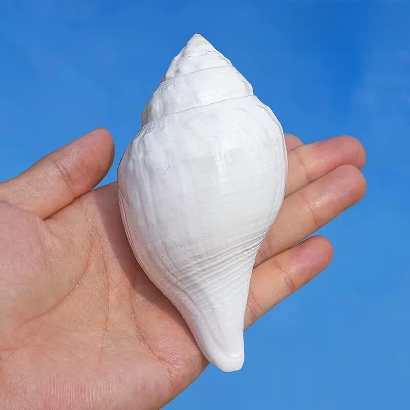New Natural White Conch Shell Indian Lead Fish Tank Landscaping Decoration Home Collection Ornament Gift Handicraft High Quality