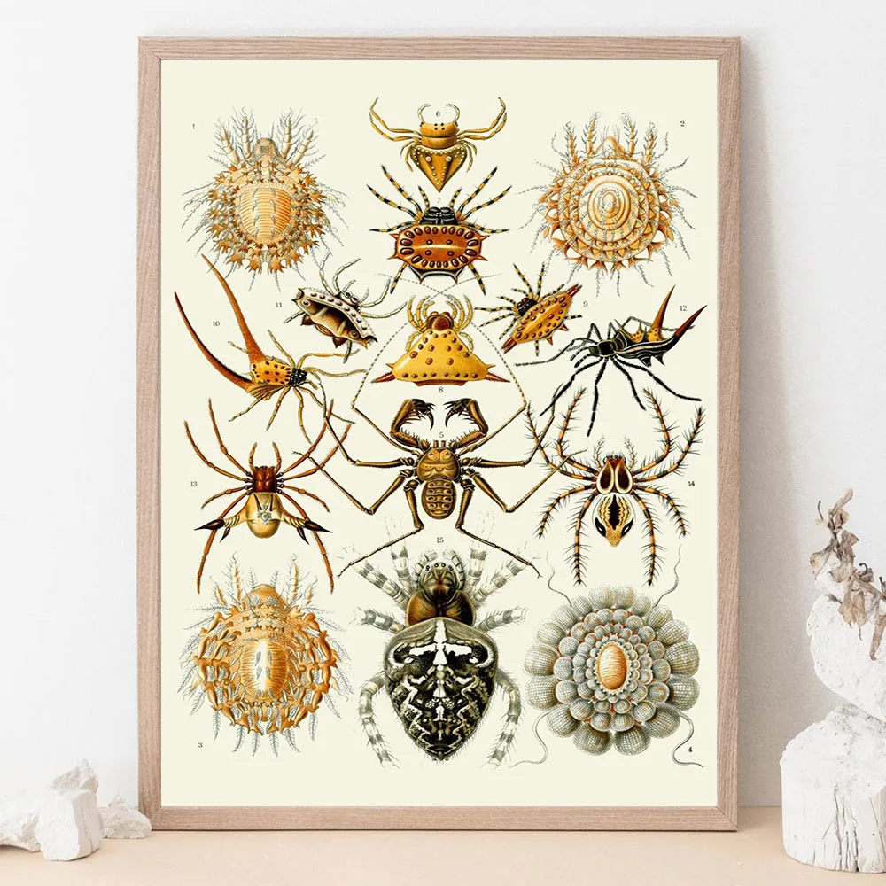 Marine Invertebrates And Algae Art Prints Art Forms Of Nature Poster And Prints Home Decor Marine Organism Canvas Prints