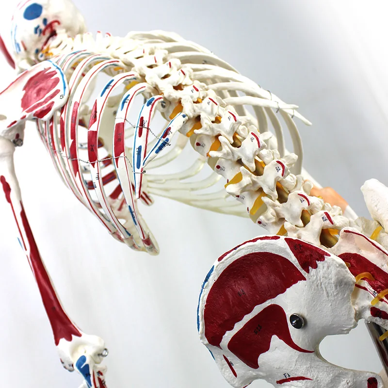 Model Pengajaran Lab Model Kerangka Otot Manusia 170cm dengan Ligamen PVC
