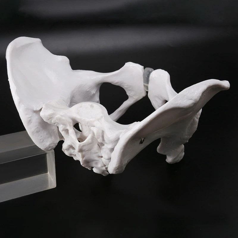 Female Pelvis Human Skeleton Model Specimen Hip Skeleton Anatomy Tool School Used Pubis Skeleton