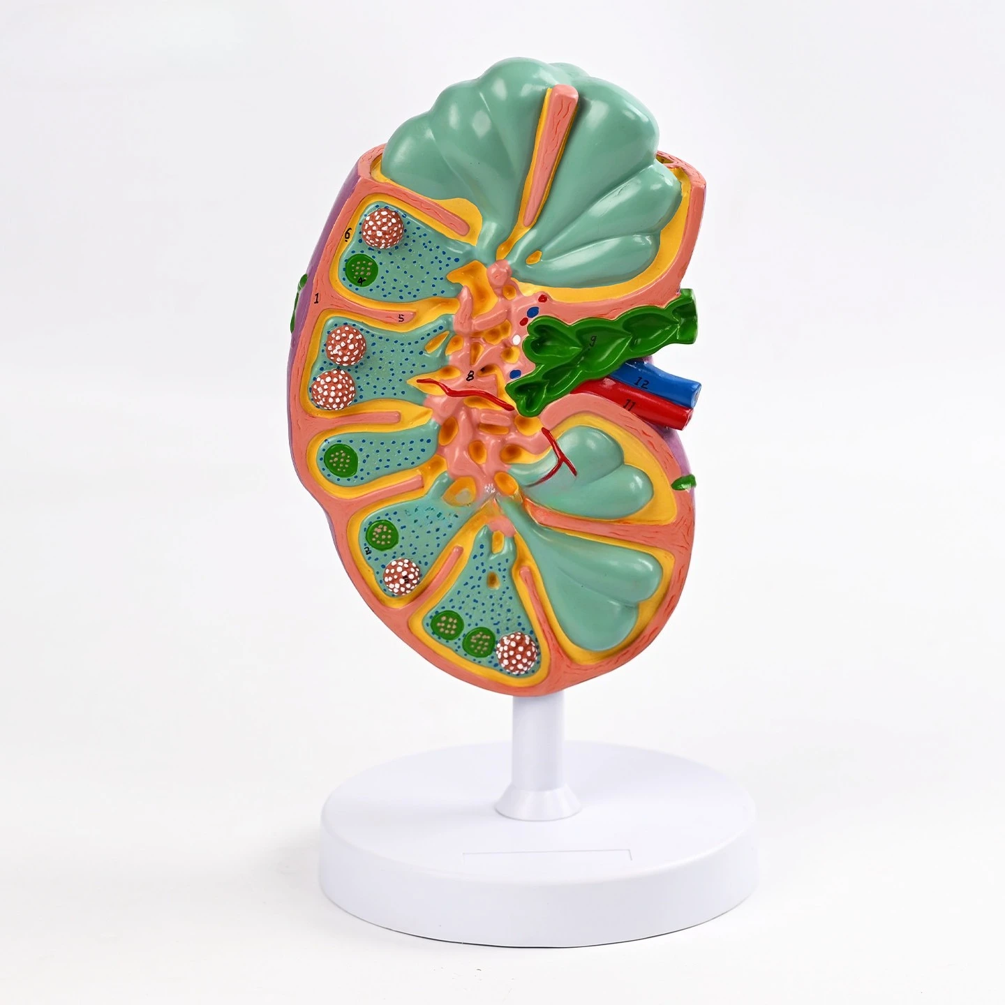 Lymph node anatomy model Lymph vessel distribution detachable replica medical teaching model