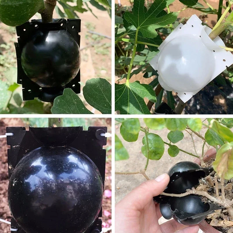 5pcs Plant Rooting Ball Grafting Rooting Growing Box Breeding Case Plant Root Growing Box For Garden 5/8cm In Diameter GUANYAO