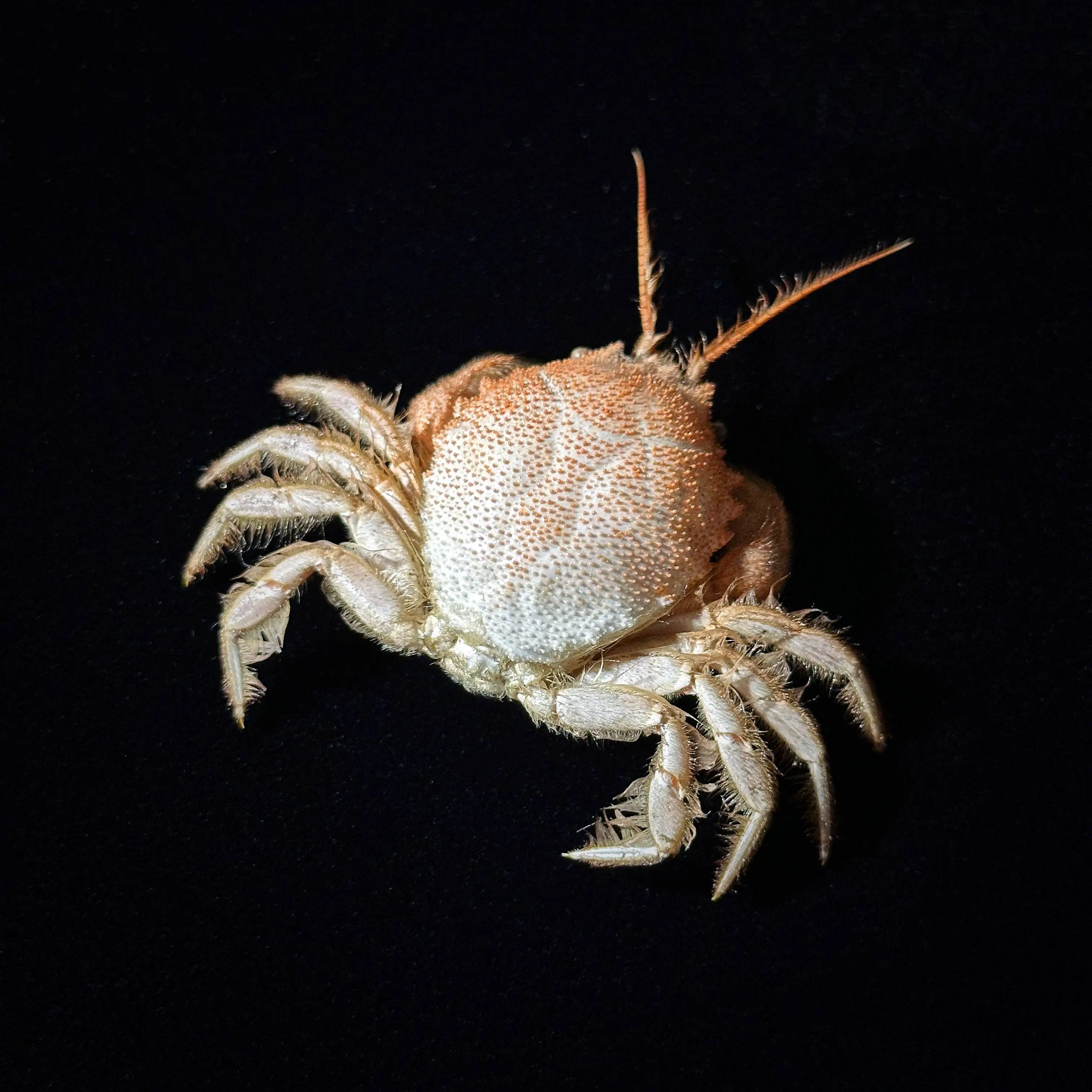 Gomeza Bicornis Real Crab Pure Handmade Specimen Popular Science Collection