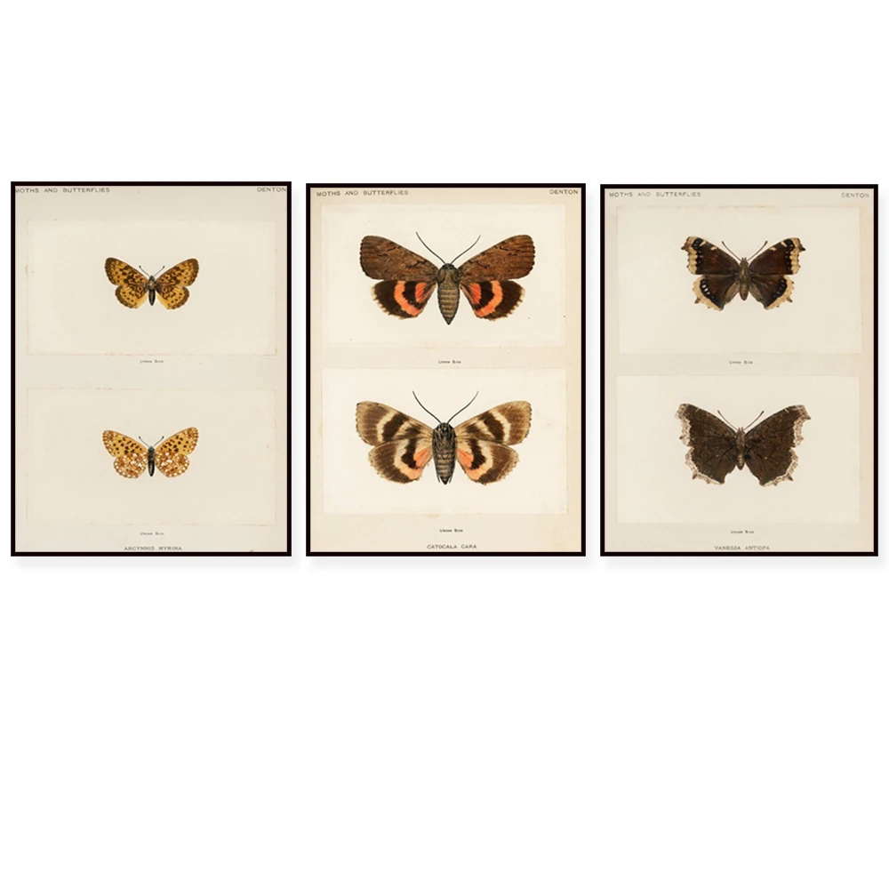 Eastern Rockies Epic Moths And Butterflies, Prometheus Moth, Butterfly Animal A…