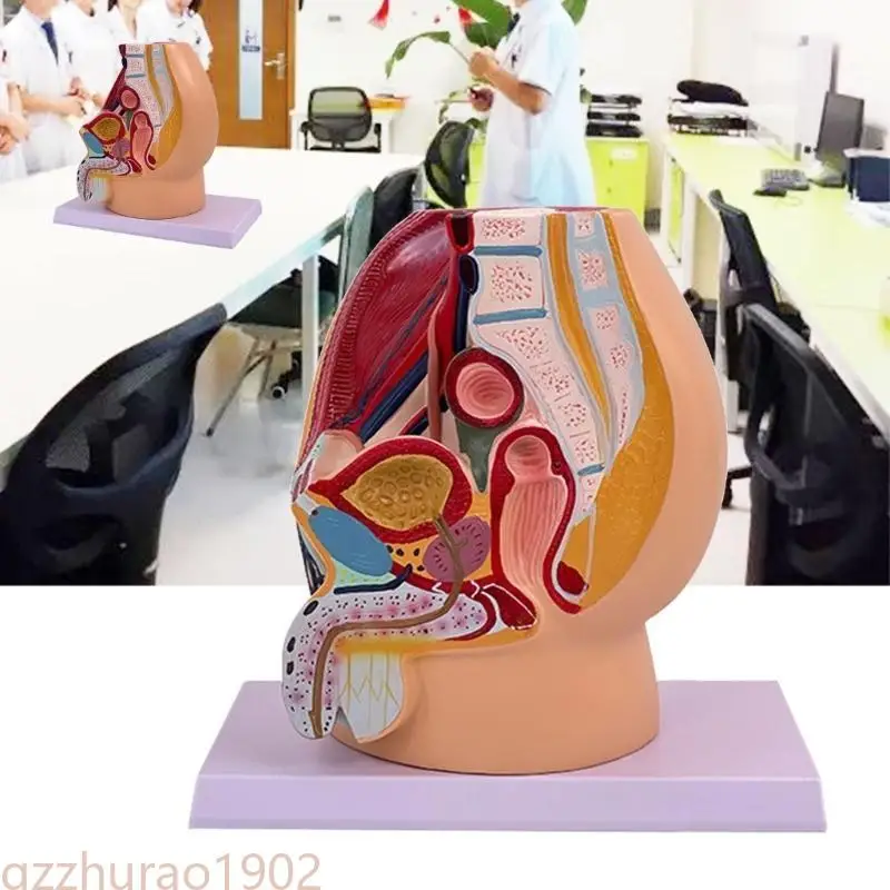 

97QB Anatomical Male Pelvic Cavity Model for Training Demonstrations and Lectures