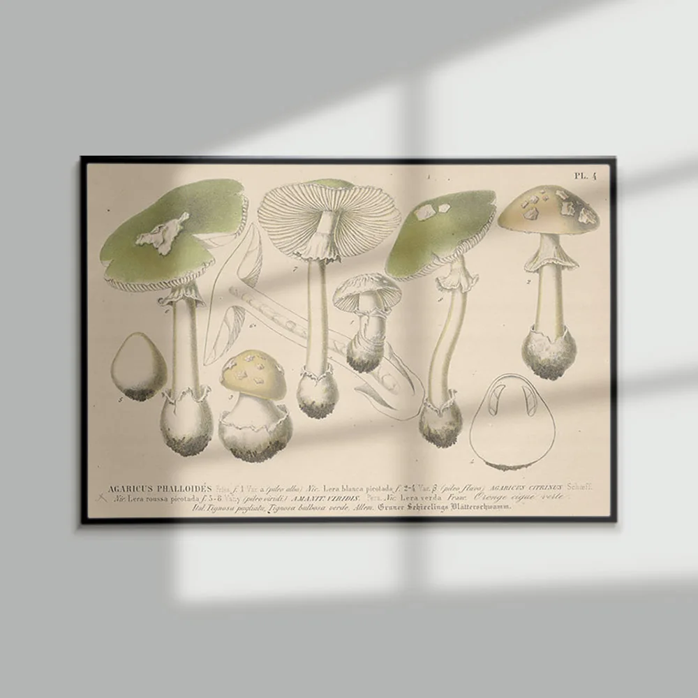 Barla Mushroom Anti… - image