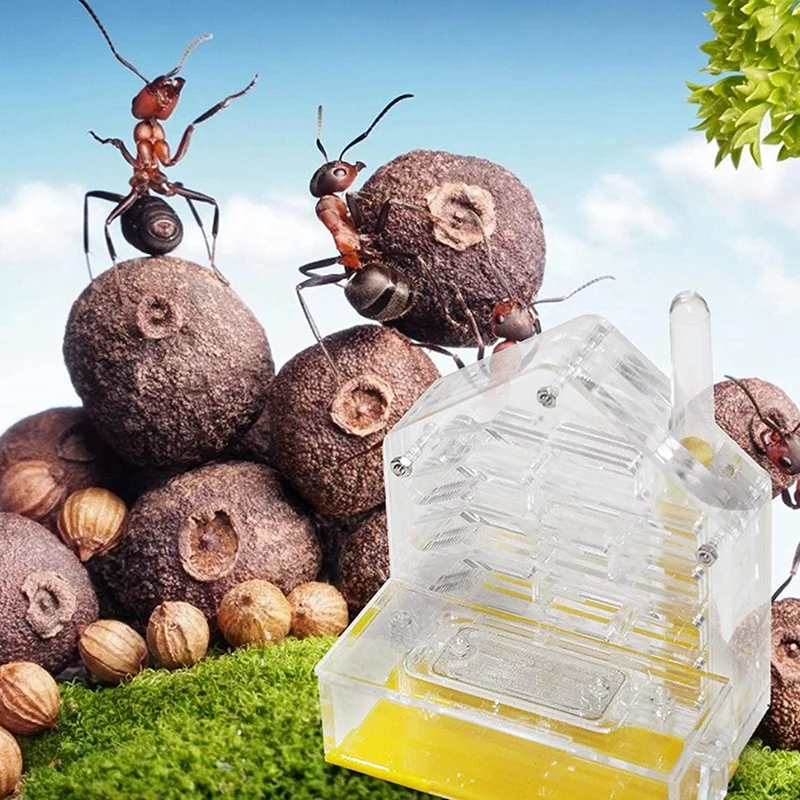Ameisenest, Ameisenfarm, Acrylfarm, Insektenkäfig, Ausstellungsraum für Ameisenfütterung, Ameisenfütterung, Ameisenfütterung, Bauernhof, Ameisen, feuchtigkeitsspendende Höhle