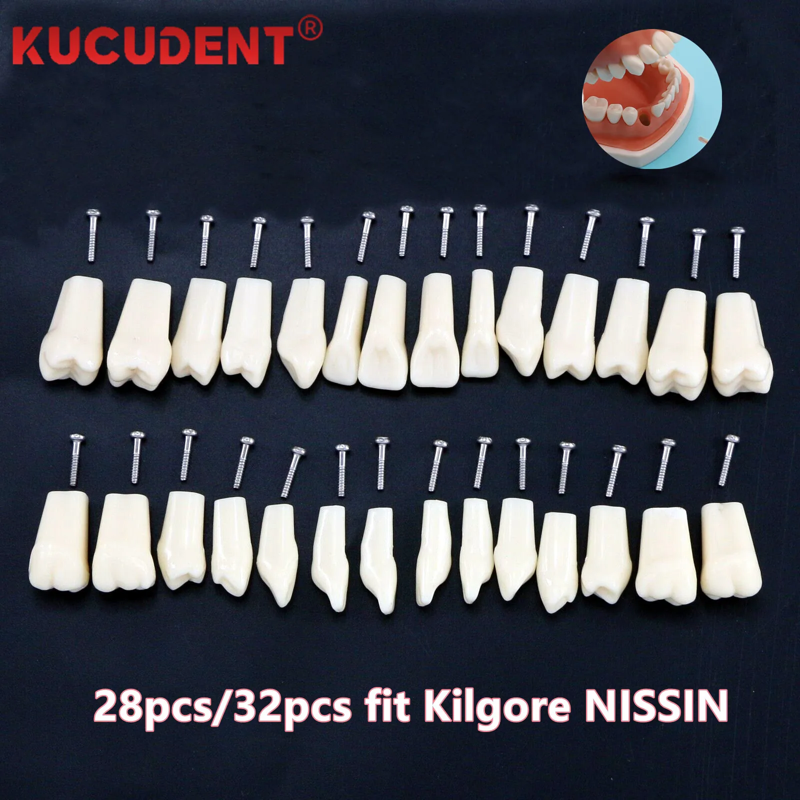 28/32pcs Replacement Teeth Model Typodont Screw-in Dental Technician Practice Training Jaw Removable Tooth Fit Kilgore Nissin