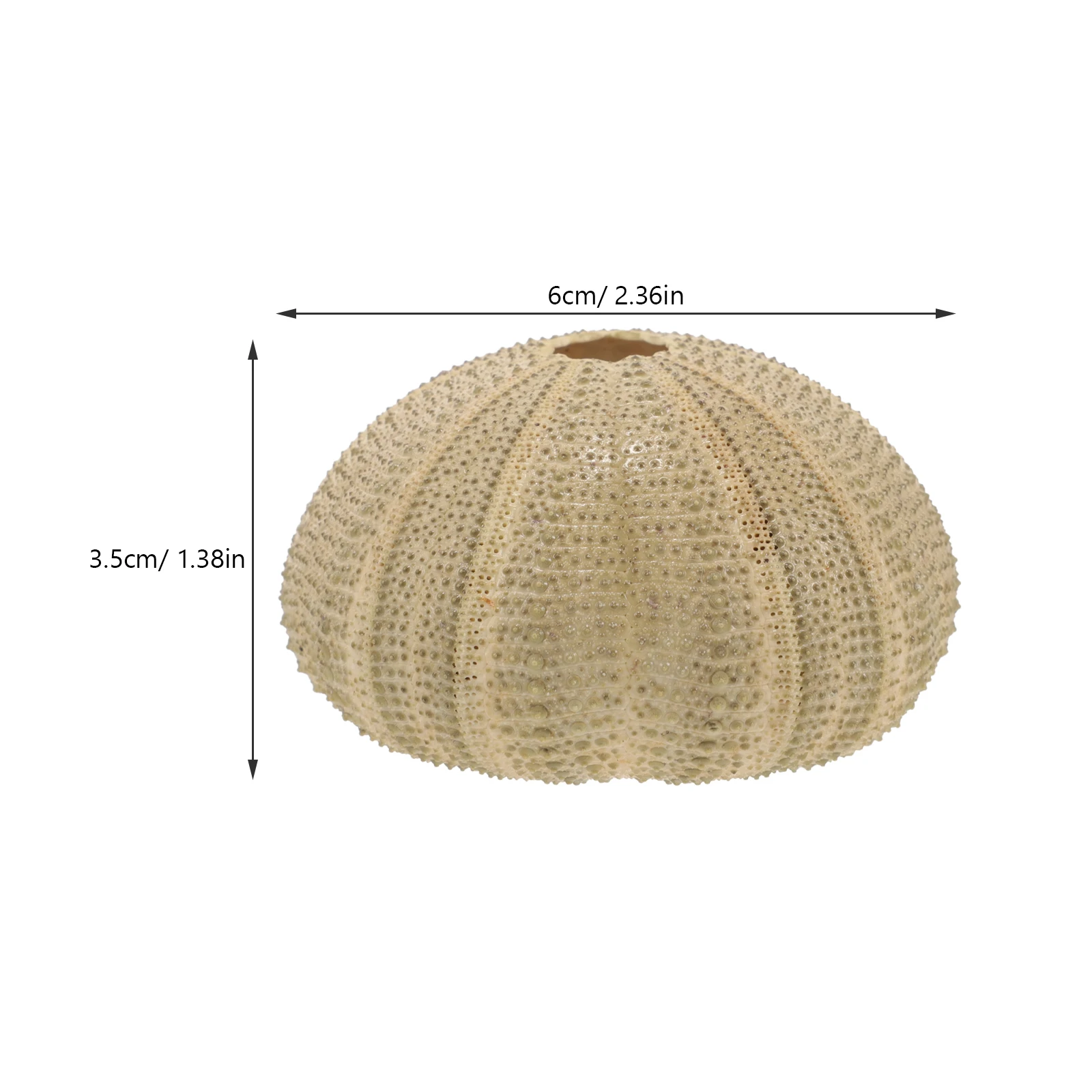 6 قطعة قذائف قذائف البحر الطبيعية خزان الأسماك قذائف قذائف البحر قذائف البحر حلية خزان الأسماك الخضراء اكسسوارات ديكور المنزل #6