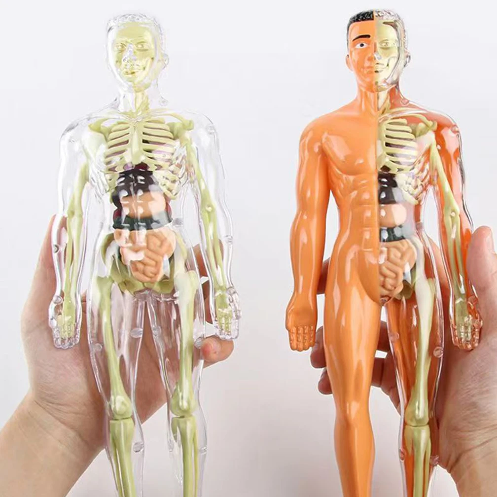 Simulation Human Skeleton Model Human Body Anatomy Model Educational Teaching Props For Students DIY Educational Toys 3D Puzzle