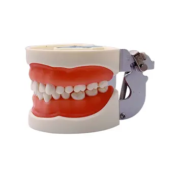 牙科教學用牙模,配有32顆可拆式螺絲固定牙齒,適用於牙醫學生學習訓練示範。 8 最佳銷售 牙醫學生 - №4