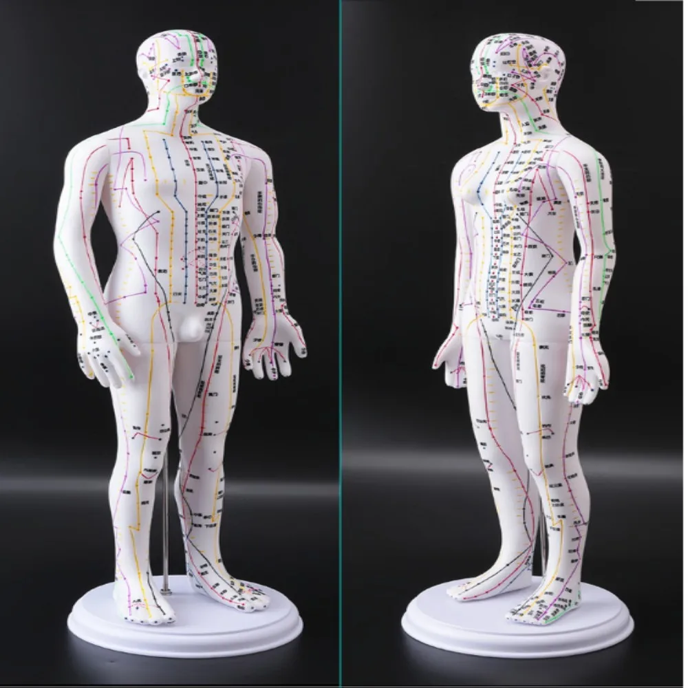 52CM Soft Human Body Acupuncture Model Man/Woman Meridians Model Chinese Medicine Teaching Medical Education Appliances 2Color view 4