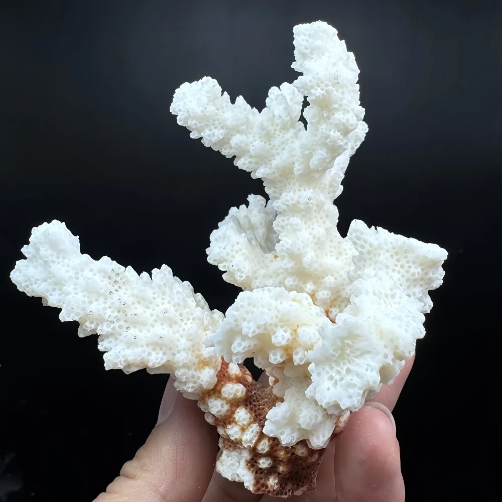 1 قطعة الحجر الطبيعي المرجان العنقودية شظايا الأشكال غير النظامية تزيين الشاطئ قذيفة حوض السمك حوض السمك الديكور #6