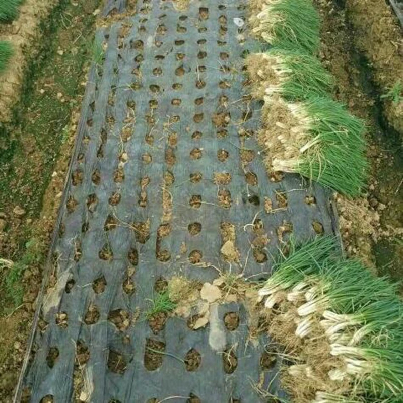 5m czarna folia na ściółkę z 5 otworami PE plastikowa ściółka 0,02mm rośliny rolnicze folia osłonowa ochrona przed mrozem utrzymuj ciepło zwalczanie chwastów — zdjęcie 7