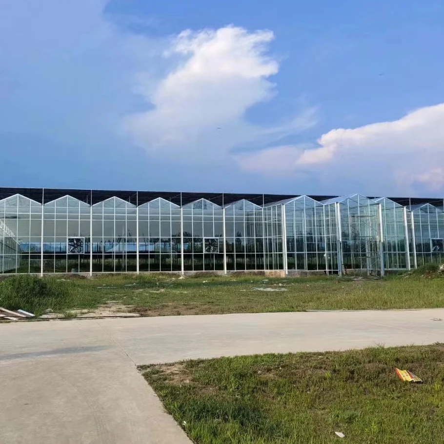 

Customized greenhouseFull Automation Large Multi Span Agricultural Glass Green House Commercial Tropical Agricultural Sawtooth G