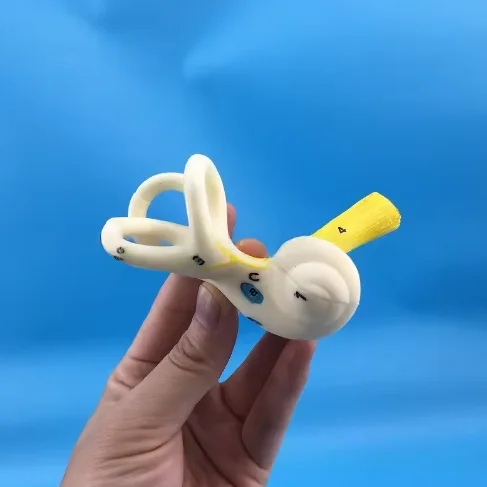 Medical Science PVC Anatomy Model Human Inner Ear Cochlea & Semicircular Canal Skeleton for Teaching & Training