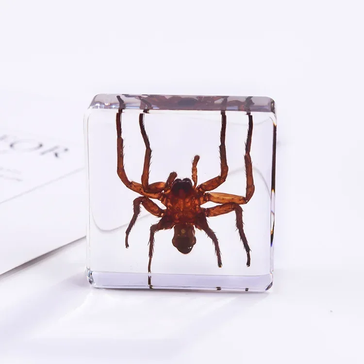Vierkant insectenspecimen van hars, extra cognitieve leermiddelen, dierenspecimen, kunstmatig amber handwerkornament