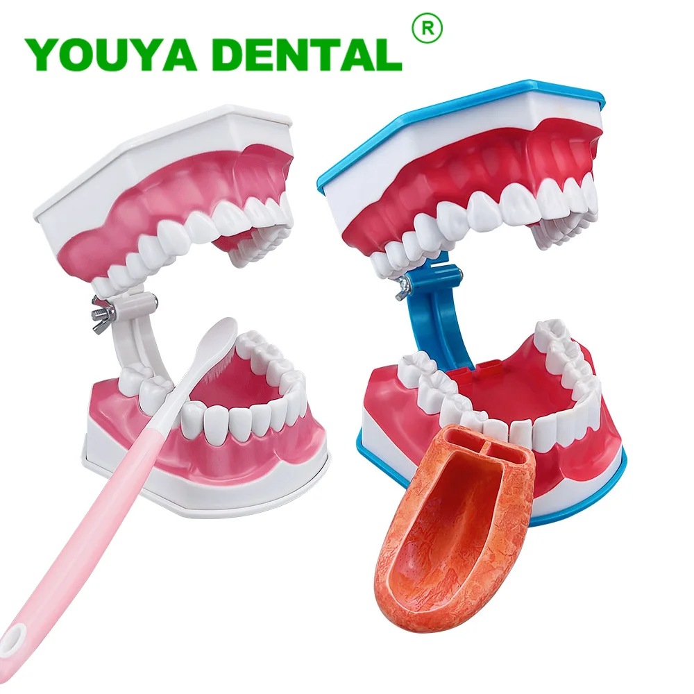 

Dental Education Model Brushing Teeth Teaching Study Demonstration Tools With Toothbrush Dentistry Dentist Laboratory Model