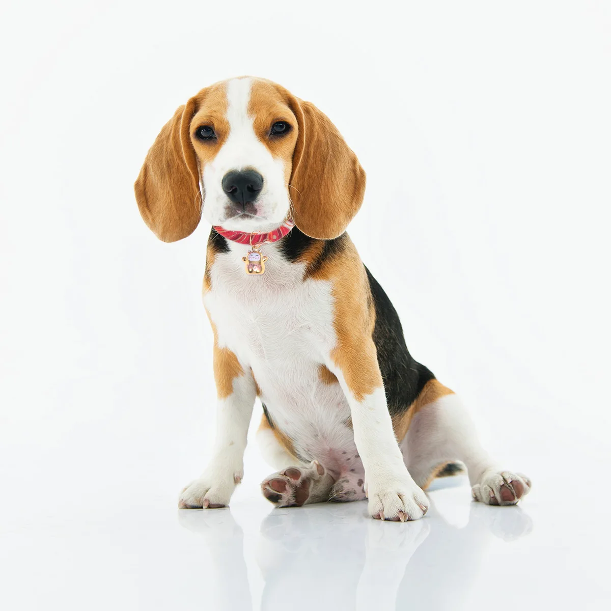 

Japanese Style Cat Collar Lucky Pattern Durable Pet Collar For Cats Outdoor Walking Fashionable Cat Accessories Pet