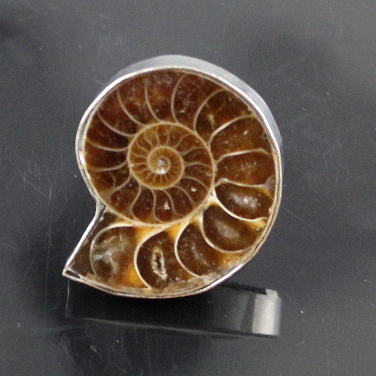 New 2024 Adjustable Ring for Women and Men with Ammonia Conch Shell Flat Natural Stone Ring Fashion Jewelry