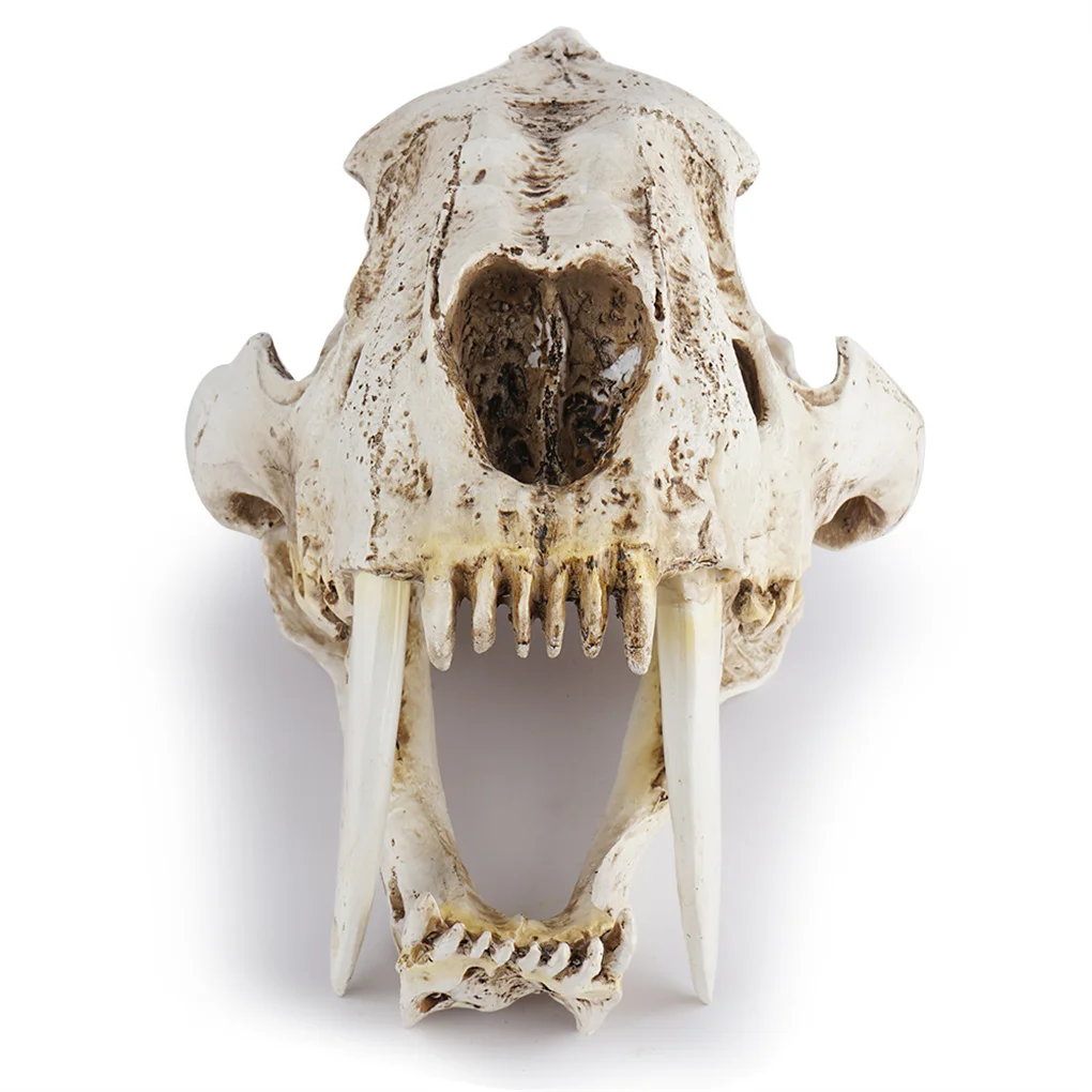 Resin Skull Decor Smilodon Saber Tooth Tiger Craft Figurines Home Bar Desk Gothic Style Teaching Prop for Halloween Party