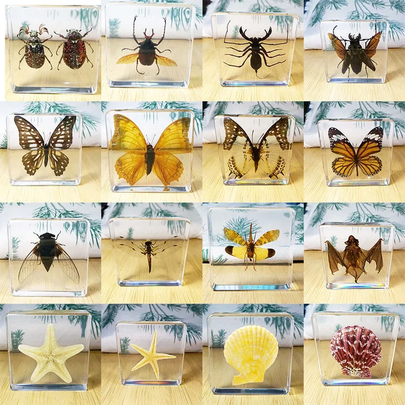 Real Insect Specimens Sealed Beetles, Conch Shells  Wrapped in Resin, Suitable for Home Decoration, Science Education Cogniti