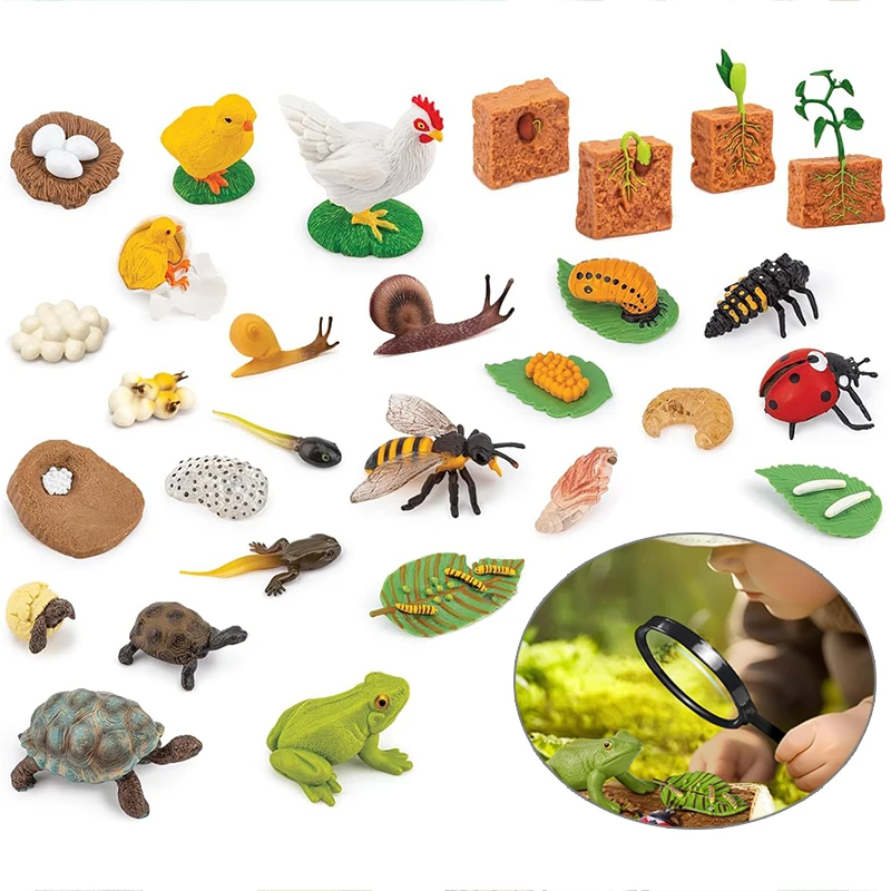 Mini Animal Life Cycle Home Desktop Decoration Biomimetic Plant Animal Growth Cycle Model Set School Biology Teaching Tools TMZ