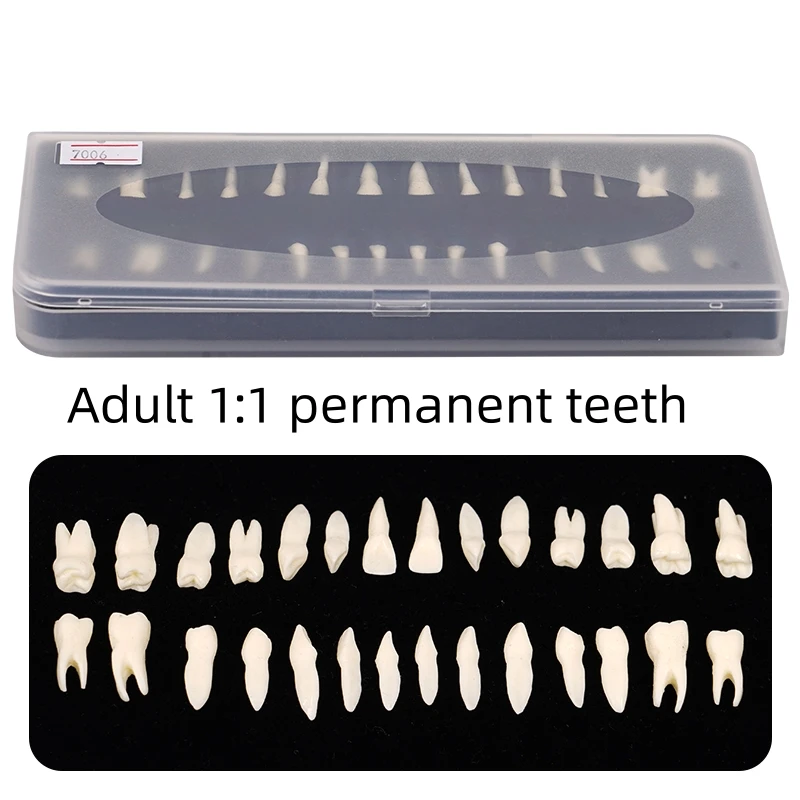 28Pcs Dental Adult Permanent Teeth Model 1:1 Monochrome Full Mouth Tooth with Root for Dentistry Teaching Studying Practice