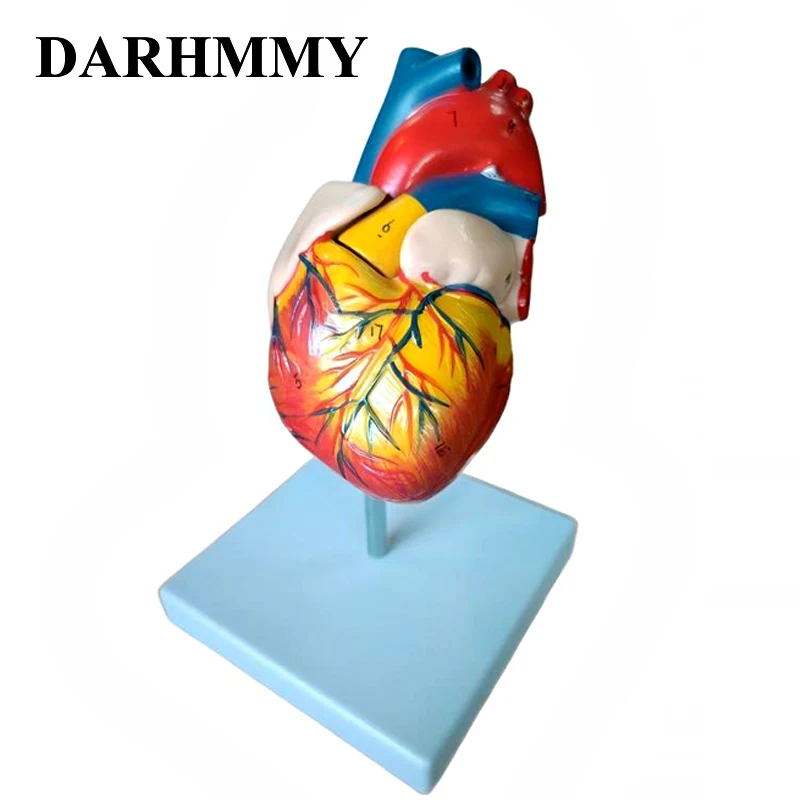 

DARHMMY Модель человеческого сердца в натуральную величину, разобранная анатомическая модель человеческого сердца, анатомический медицинский обучающий инструмент