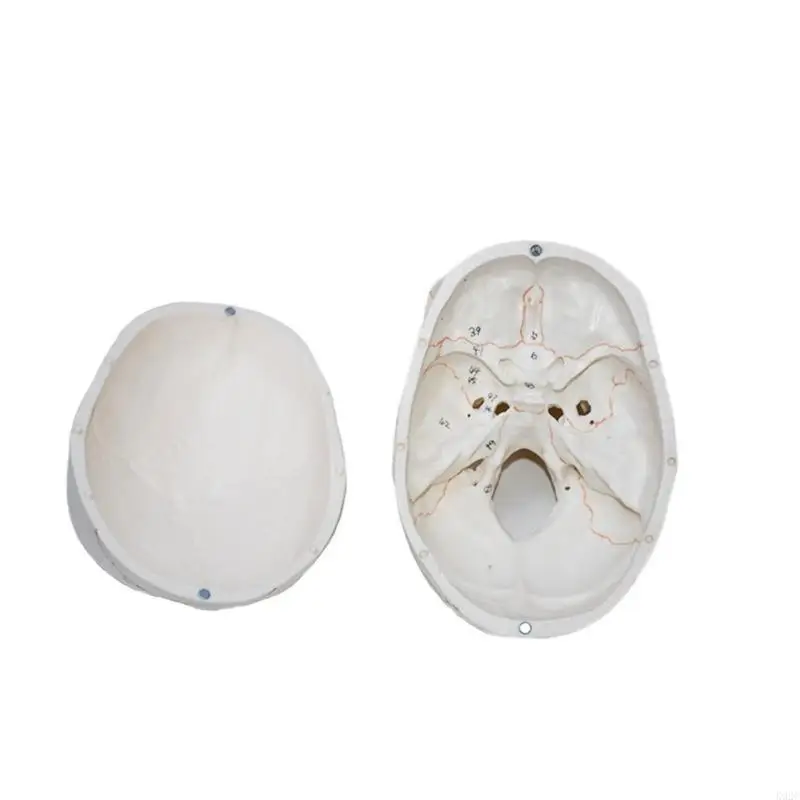 Life Size Head Skeleton Model for Disease Study Medical Report, Number Coded K92C