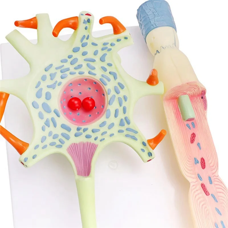 

KYCOR-Neuronal Model Neuron Anatomy Model For Teaching Science Education Biomedical Instrument Model 3309 Neuron Cell Model